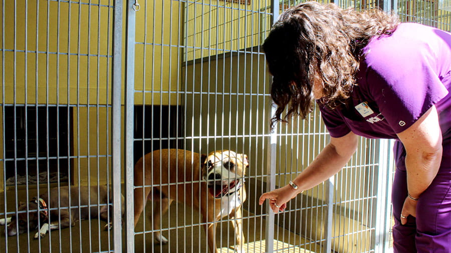 Outdoor kennel dog and staff at VCA Plymouth Pet Resort