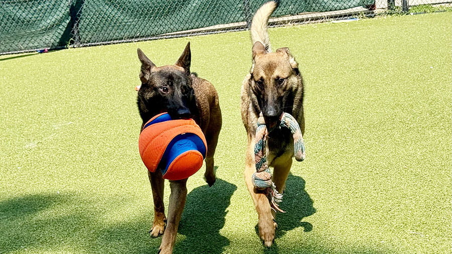 Two dogs playing with toys at VCA Plymouth Pet Resort
