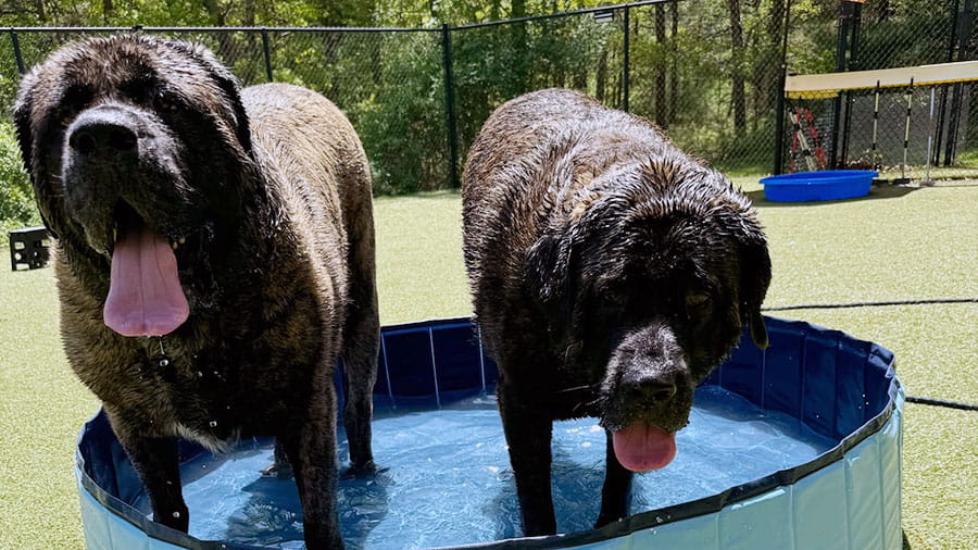 Two dogs playing in a pool at VCA Plymouth Pet Resort