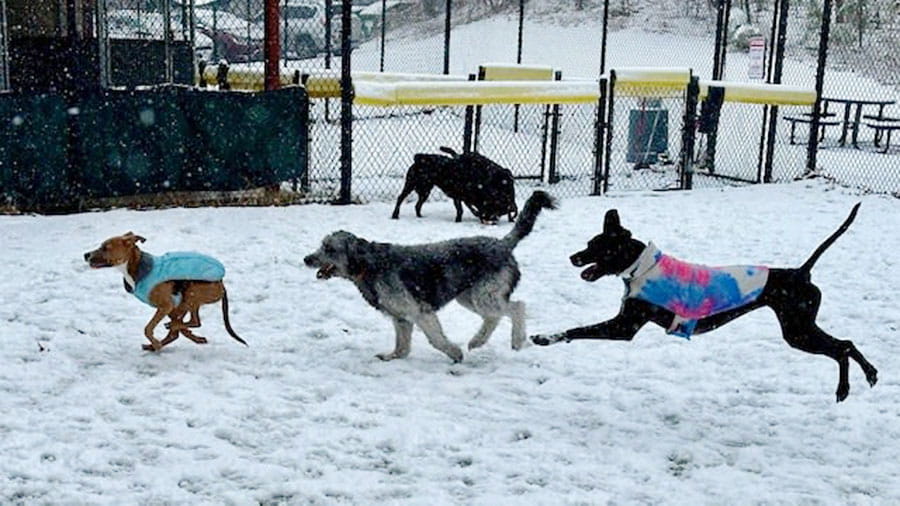 Dogs playing in the snow at VCA Plymouth Pet Resort
