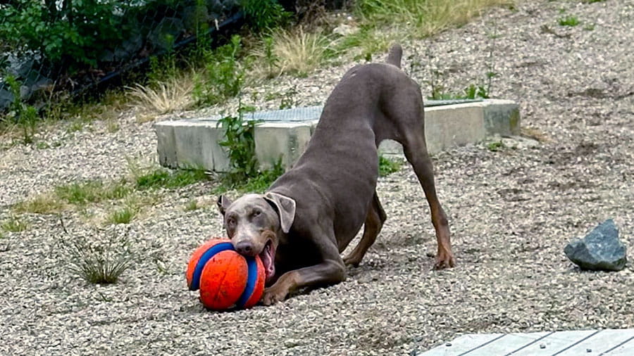 Dog participating in yard enrichment at VCA Plymouth Pet Resort