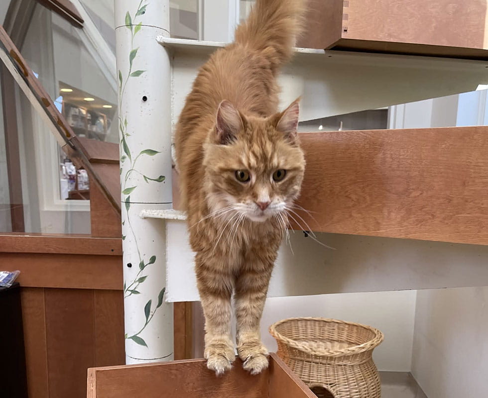 Orange cat inside a private cat condo at VCA Plymouth Pet Resort
