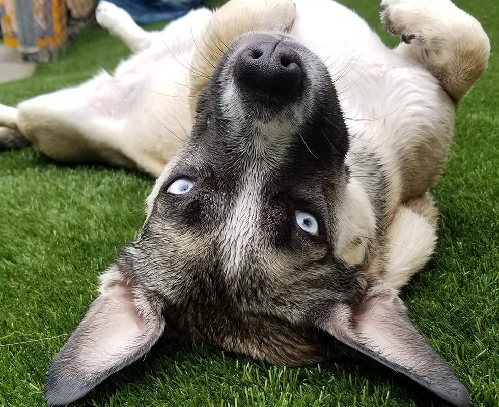 Stoney Creek Resort Boarding 50-50