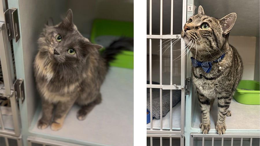 VCA Timpanogos Animal Hospital Resort - Cats in Condo