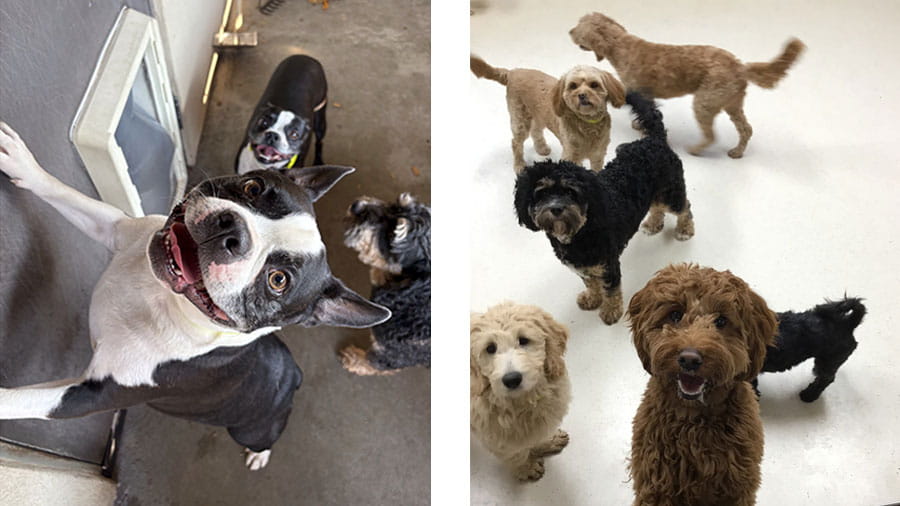 Boston terrier and group of dogs playing at VCA Timpanogos Animal Hospital Resort
