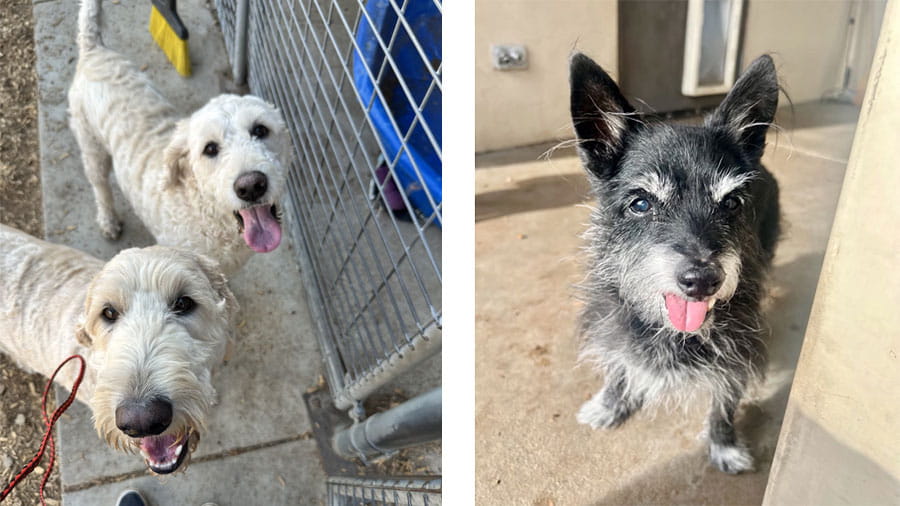 Two doodles and a small dog playing at VCA Timpanogos Animal Hospital Resort