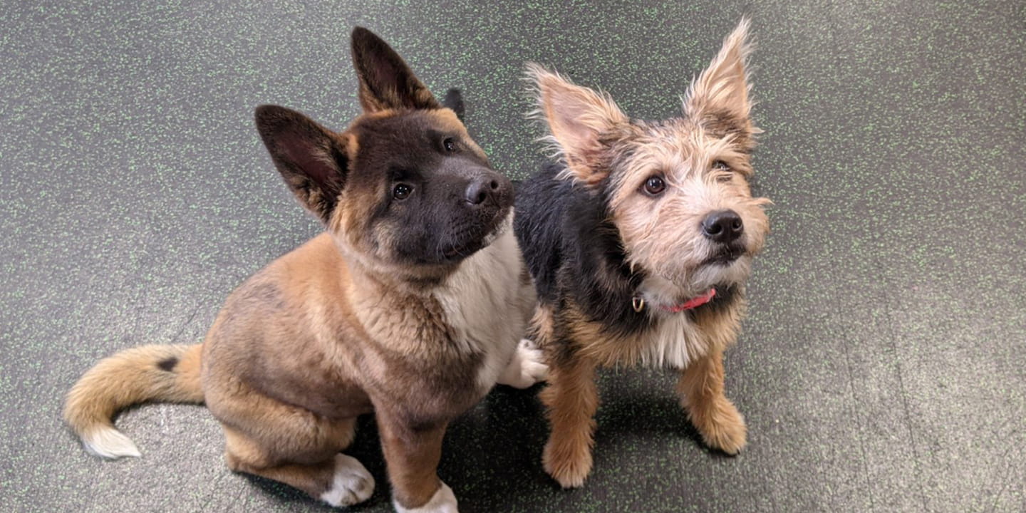 /-/media/2/vca/images/kennel-sites/willow-creek-resort/1440x720_willow-creek-resort_homepage.jpg?rev=ffbf740ddaf84f23a13ba2353eeda19c