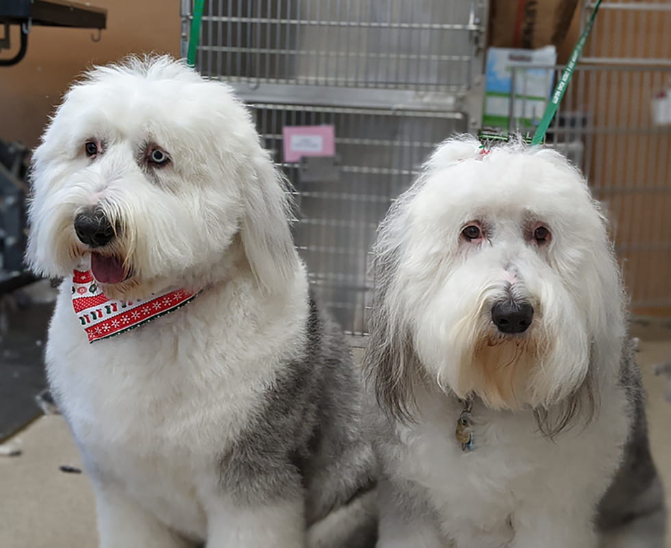 Willow Creek Grooming 50-50