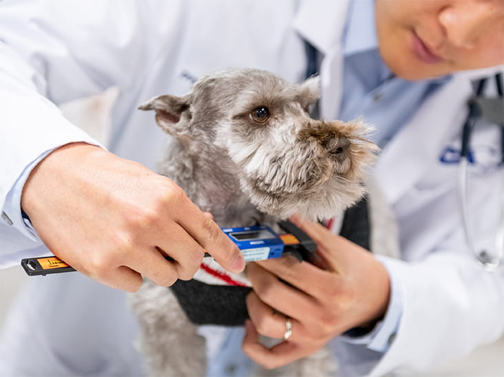 Pet Cancer Care Banner Image