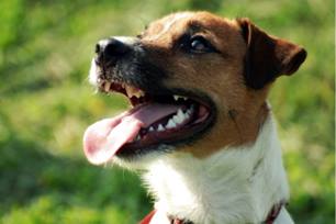 Keeping teeth healthy protects your senior pet's overall well-being 