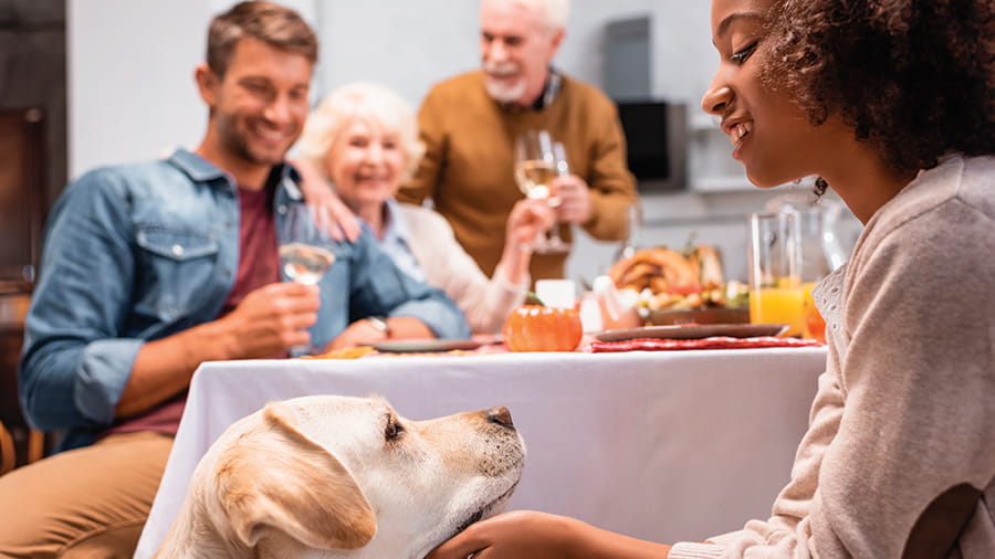Group of people around dinner table looking at dog