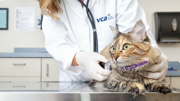 AdobeStock 227349731 R 610x343