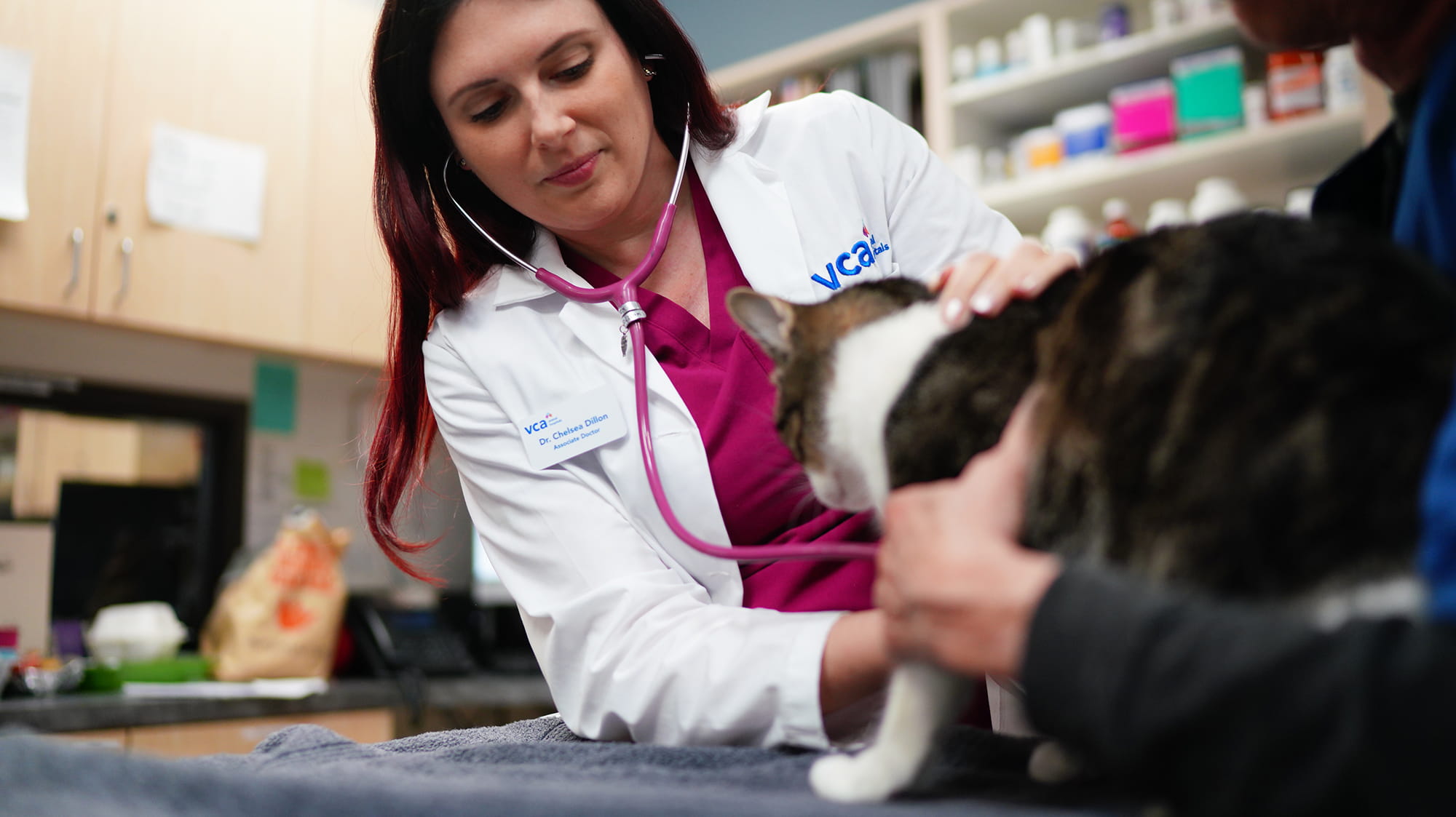 VCA veterinarian listening to a cat's heart with a stethoscope