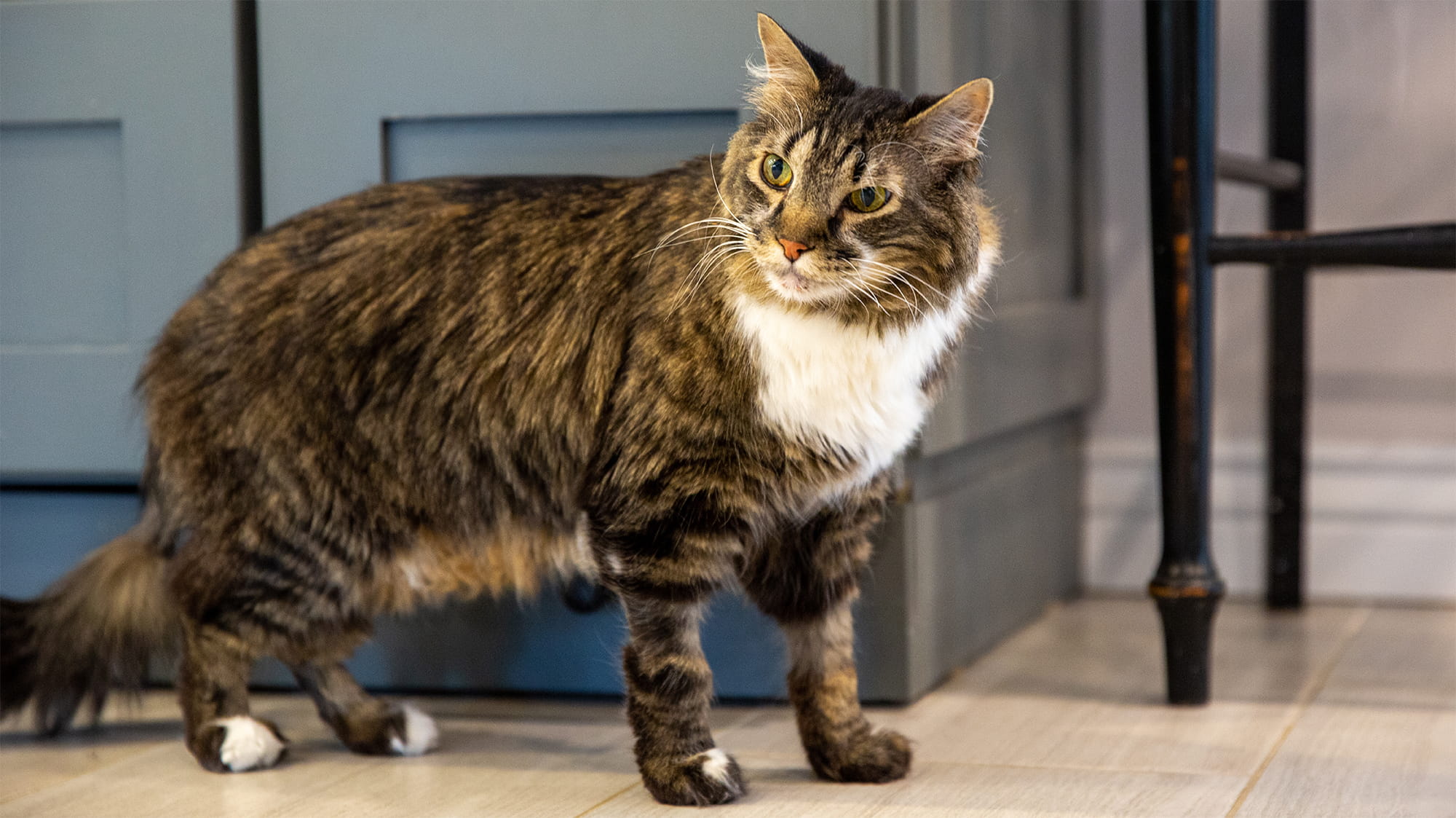 Long haired tabby cat