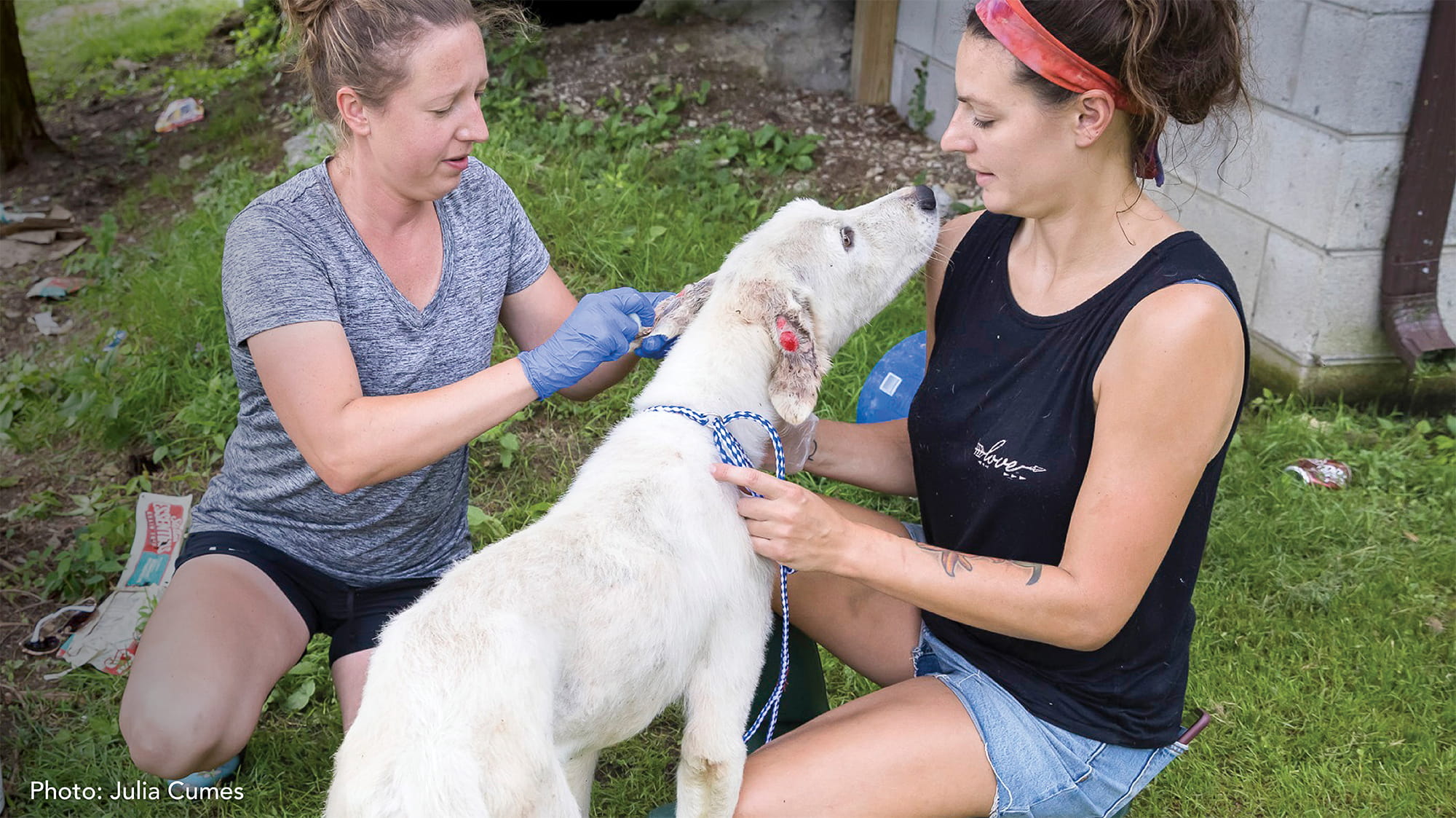 VCA Associate with Dog