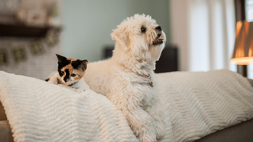 876x493 adobe ca KittenPuppy