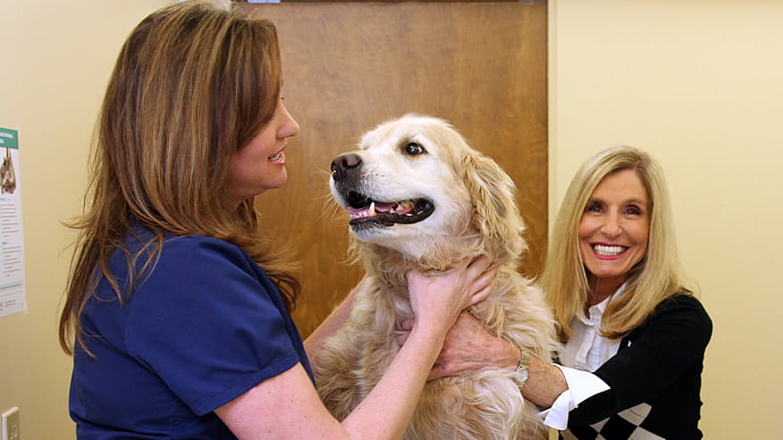 VCA Airport Irvine Animal Hospital Exam Room