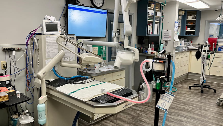 Veterinary Dental Suite