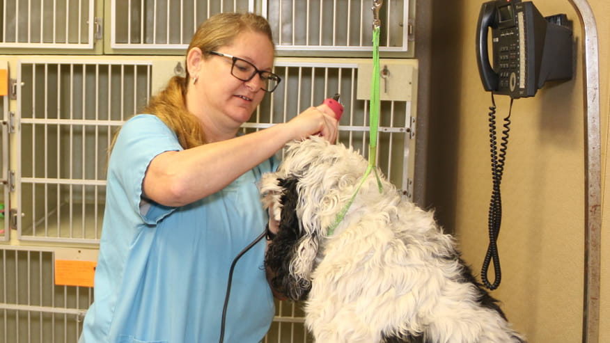 876x493 algeirs Grooming