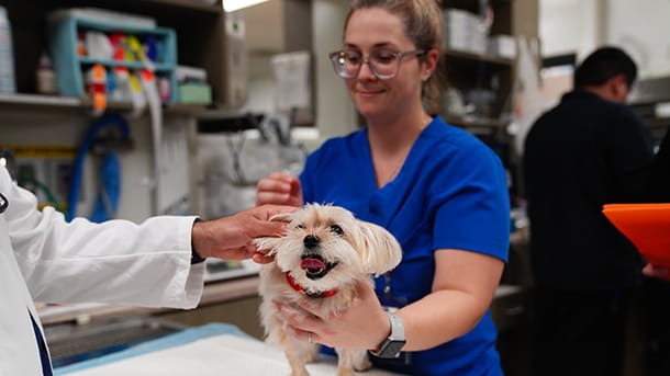 Veterinary support staff examining a dog at VCA ASEC