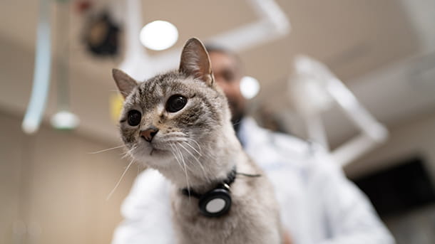 Cat on exam table at VCA Animal Specialty Group
