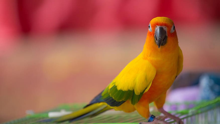 Aventura Avian Boarding