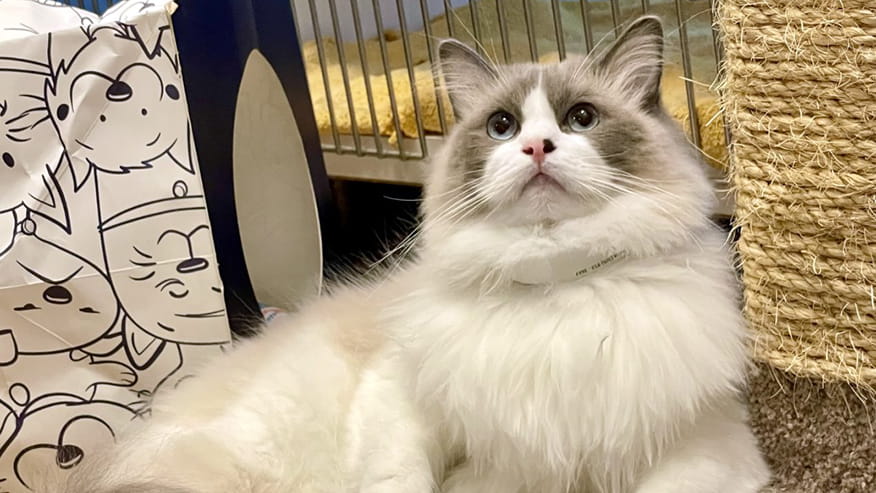 Extended Pet Stay Available