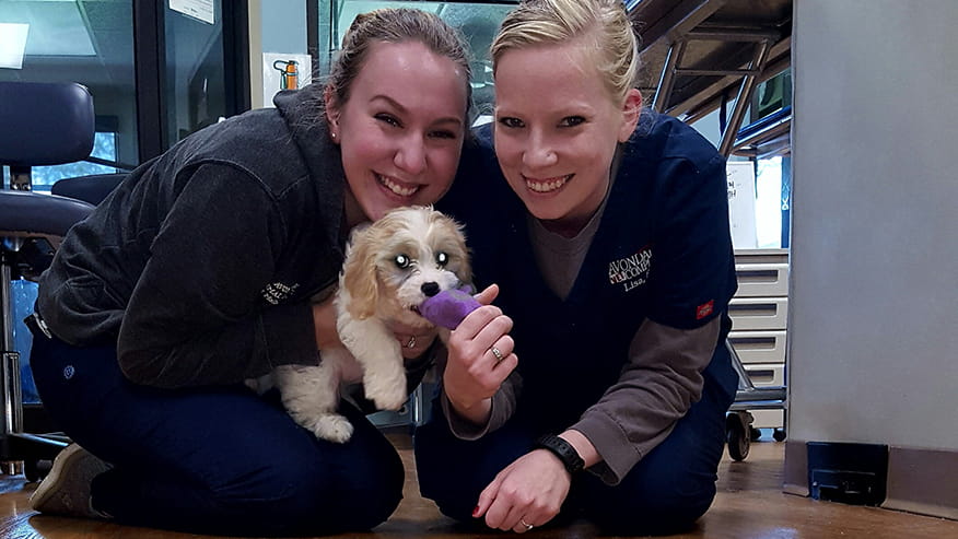 Avondale New Kitten and New Puppy Packages