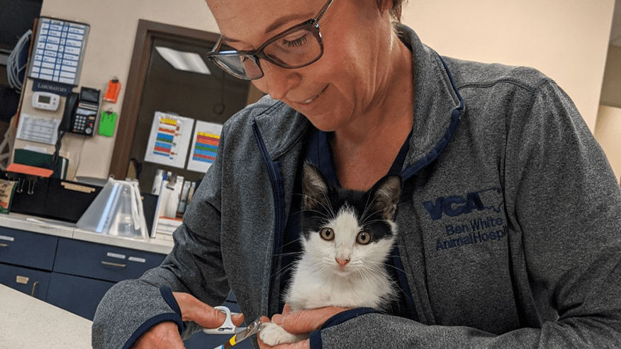 876x493 ben white NewKittenPuppy