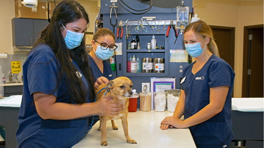 Wellness Exams at VCA Ben White Animal Hospital