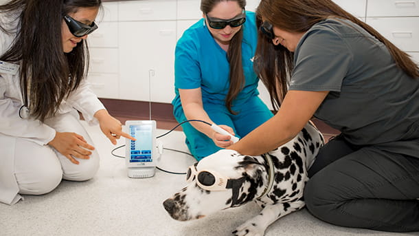 Canine cold laser therapy treatment
