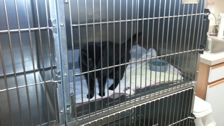 Boulder Terrace - Cat Boarding