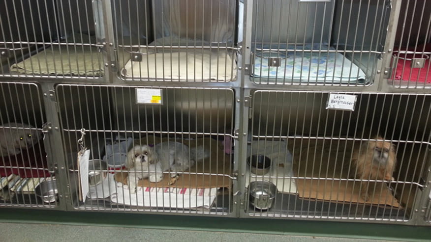 Boulder Terrace - Dog Boarding