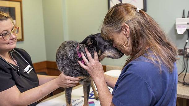 Senior Dog Being Cared for at VCA Cairo Animal Hospital