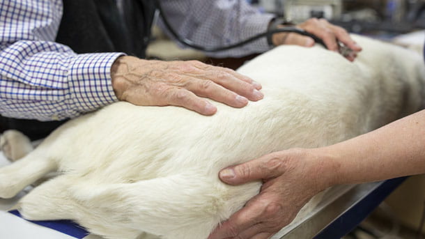 Senior Dog Getting Exam at VCA Cairo Animal Hospital
