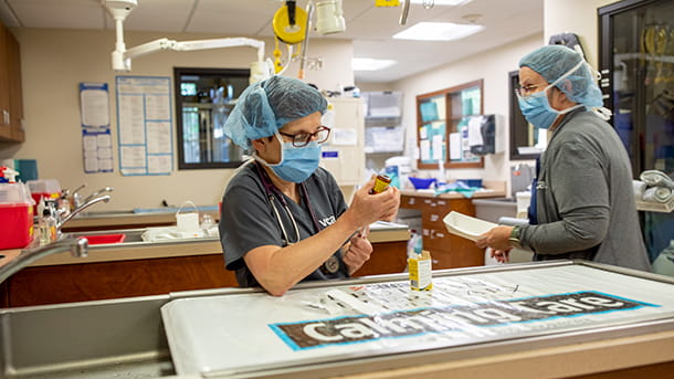 Veterinary staff at VCA Cairo Animal Hospital