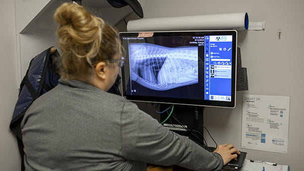 Associate Viewing X-Ray at VCA Cairo Animal Hospital