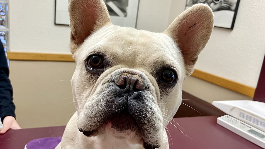 Callfield Adult & Senior Wellness