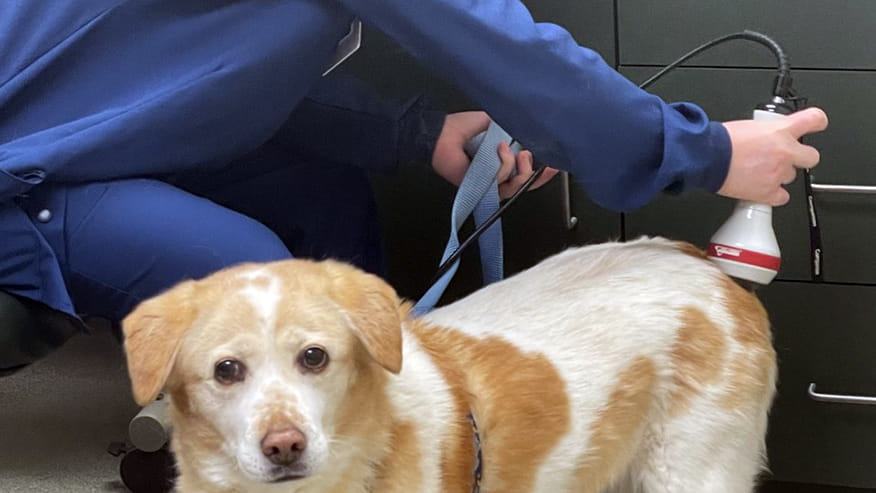 Laser Therapy at VCA Callfield Animal Hospital