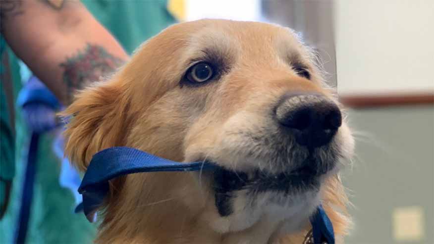 Adult and Senior Wellness