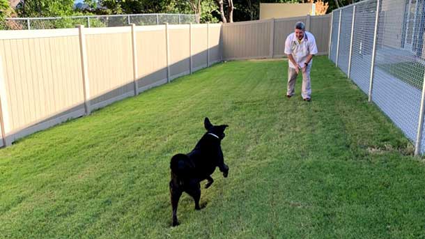 Dr. Tabone playing with a dog while boarding at VCA DeSoto