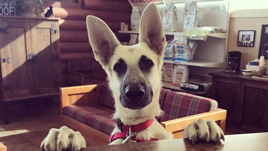 876x493 elgin couseling