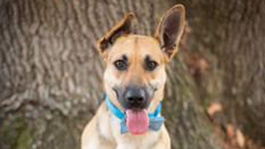 876x493 encina ear checks