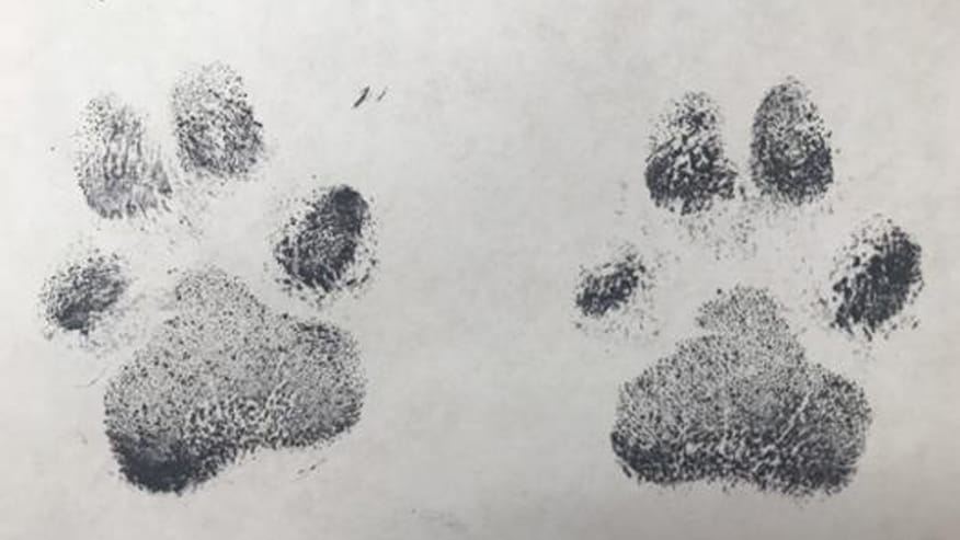 876x493 encina euthanasia services