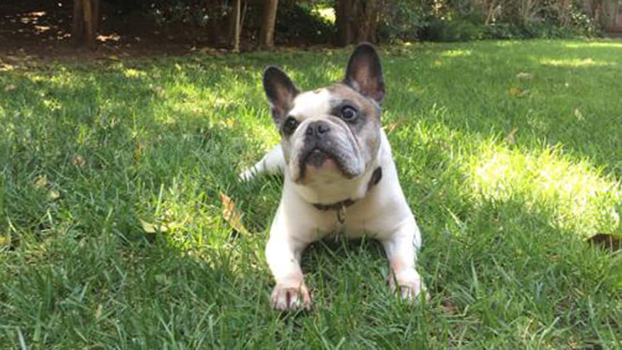 876x493 encina microchipping