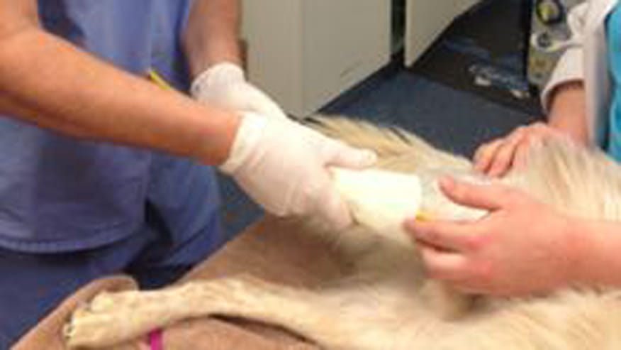 876x493 encina orthopedic surgery