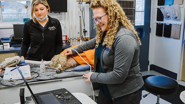 Veterinary staff performing ultrasound on a dog