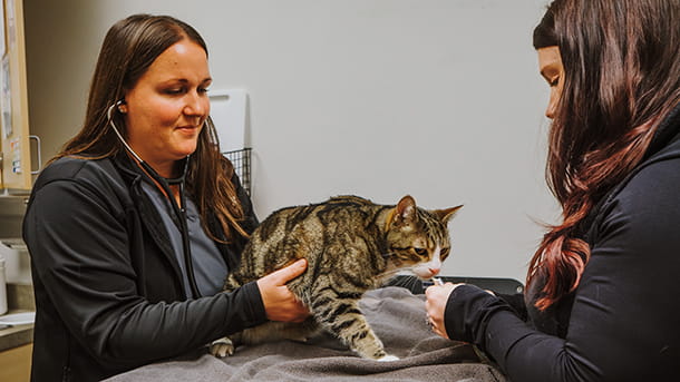 Veterinarian and assistant examining at cat at VCA Far Country Animal Hospital