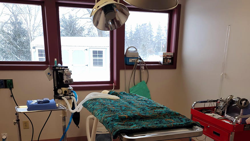 Surgery at VCA Hamilton