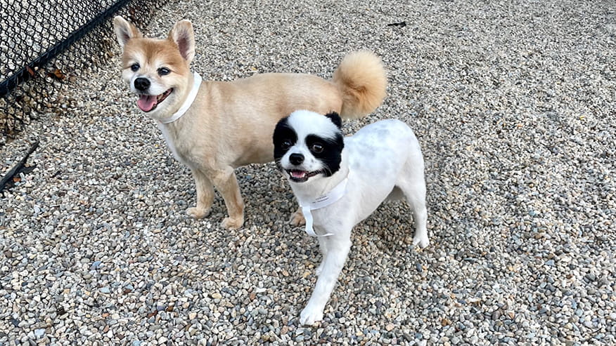 Small Dogs at VCA Hanson